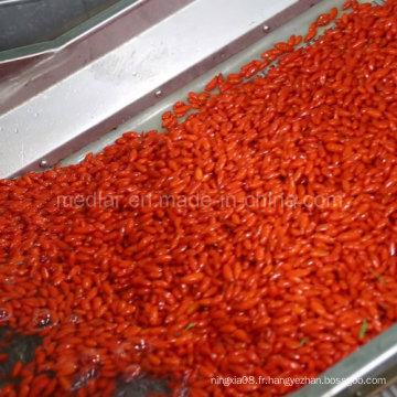 Goji Berry-350PCS / 50g